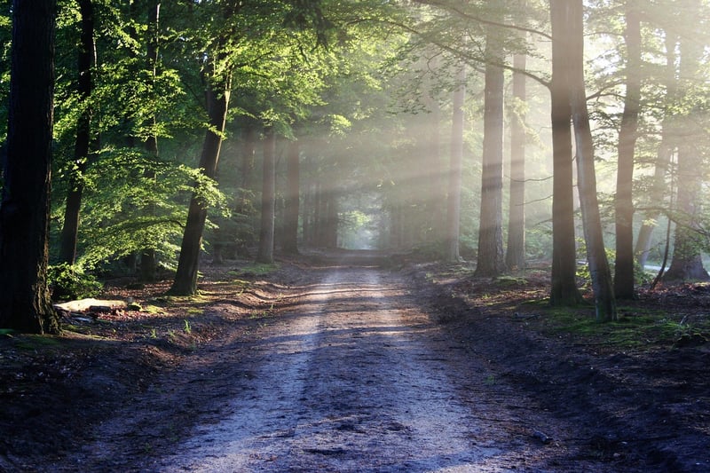 Forest